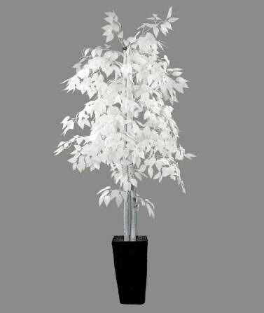 White Ficus 8' Tree with Slate Planter