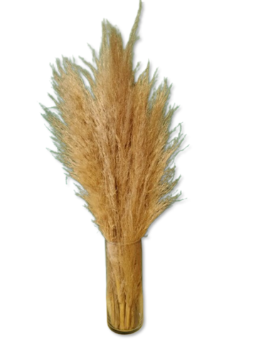 Pampas Grass