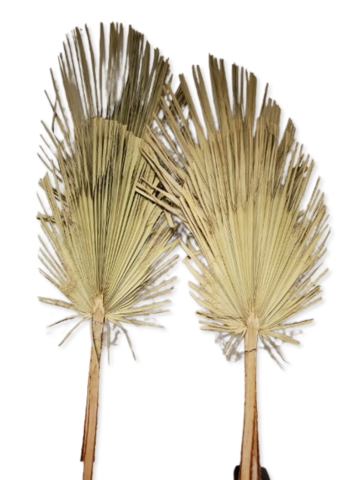 XL Palm Fronds