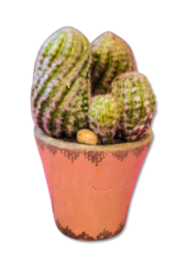 Cactus Plant