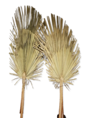 XL Palm Fronds