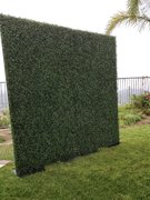 hedge walls