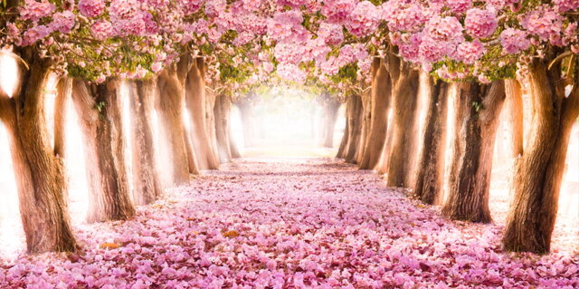 Pink Tree