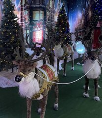 Deers in Old Town