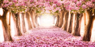Pink Tree