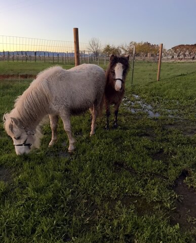 BF - Pony