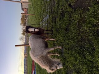 Mini Pony