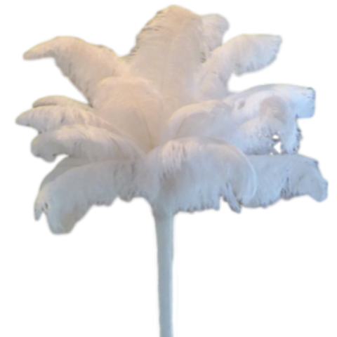 Feather - Ostrich - Solid White Centerpieces
