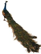 3' Long Peacock