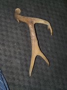 Antlers