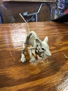 Skeleton Mice