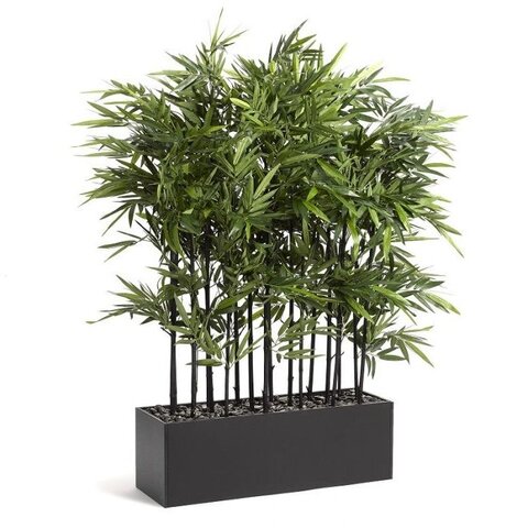 Bamboo Tree 5.5' X 4.5' Wide