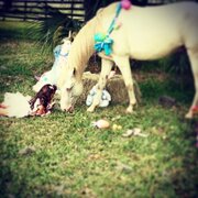 Pony Rides, Unicorns & Petting Zoo's