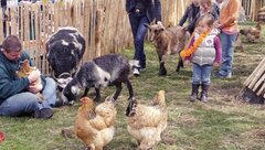 Petting Zoo - Chickens / Ducks / Goats