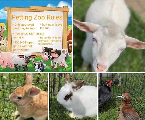 Small Petting Zoo 