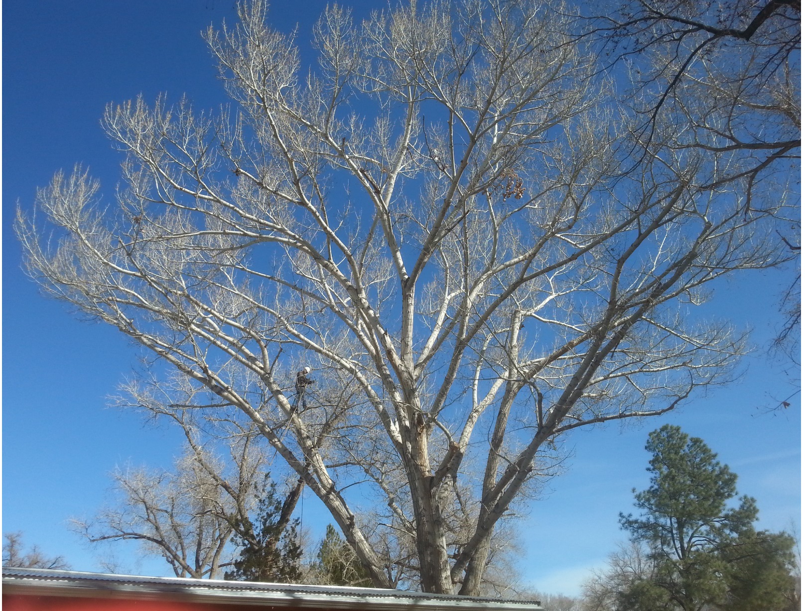 Qtrees Albuquerque tree service