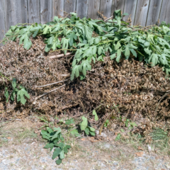 Yard Waste Recycling