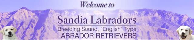 Sandia Labradors
