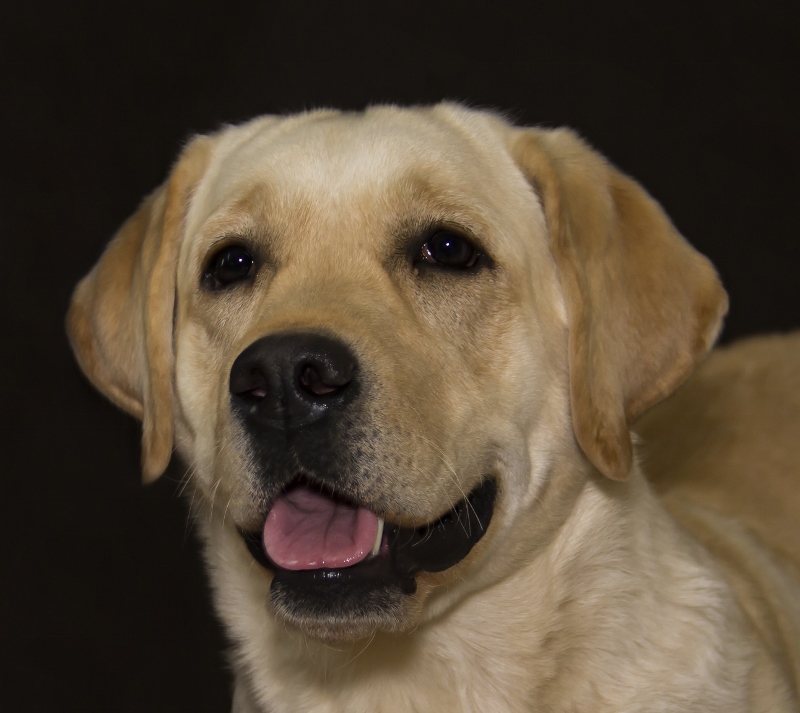 Available Dogs | Sandia Labradors | Rio Rancho, New Mexico