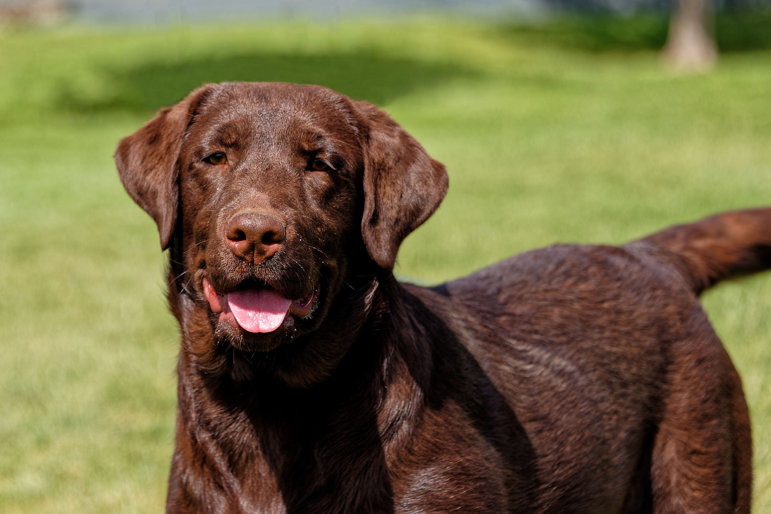 Sandia Labradors - bounce house rentals and slides for parties in Rio ...