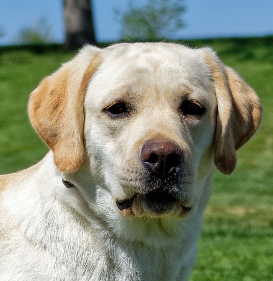 Sandee | Sandia Labradors | Placitas - Albuquerque, New Mexico