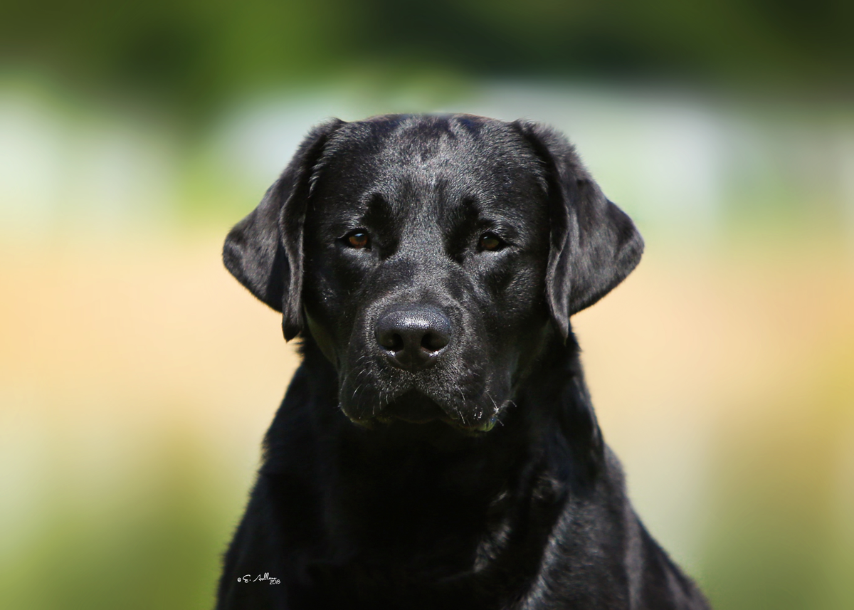 Available Dogs | Sandia Labradors | Rio Rancho, New Mexico