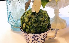 Decorative Succulent Ball- 14 available