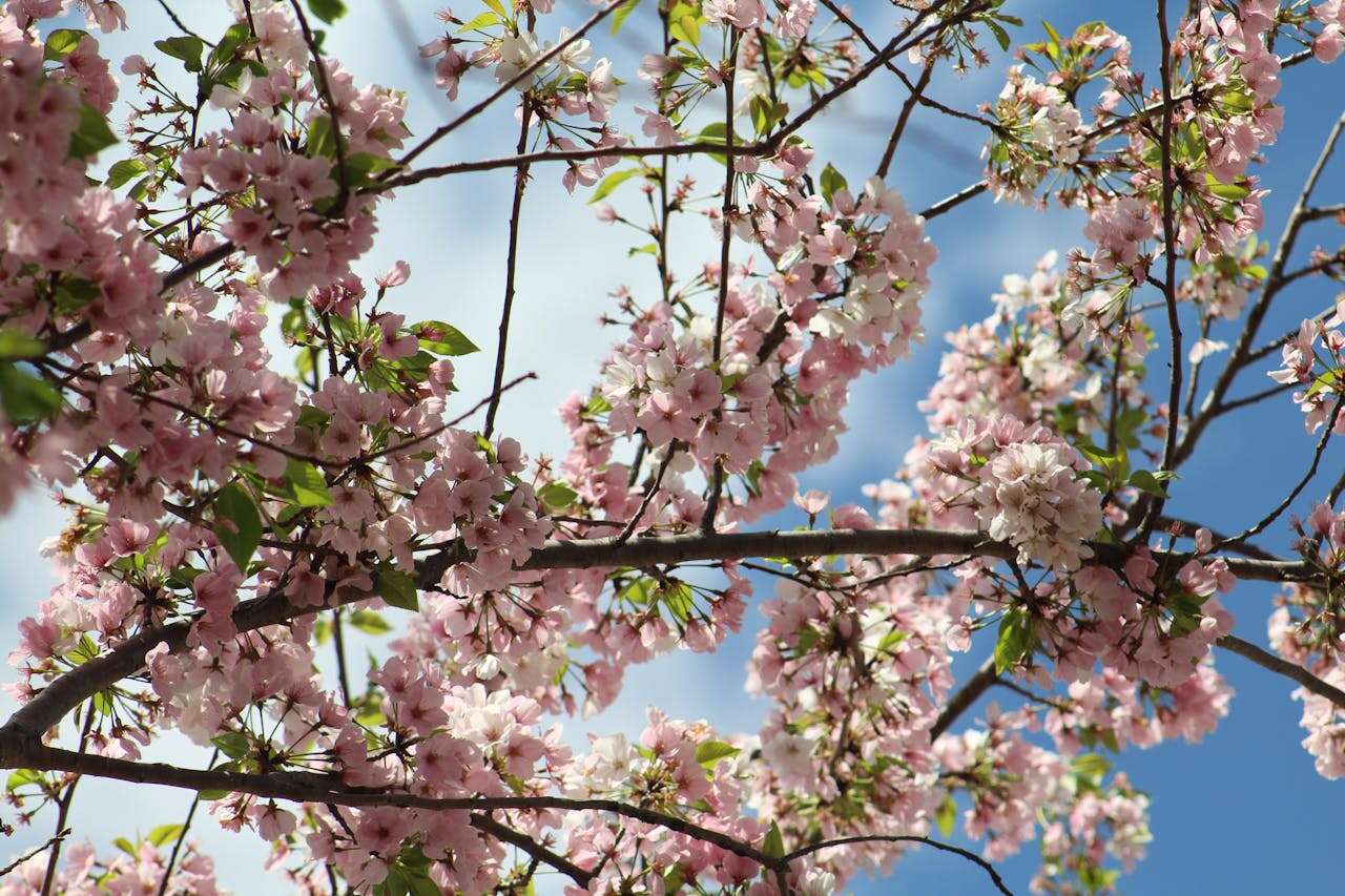 Pink cherry blossoms Pink cherry blossoms