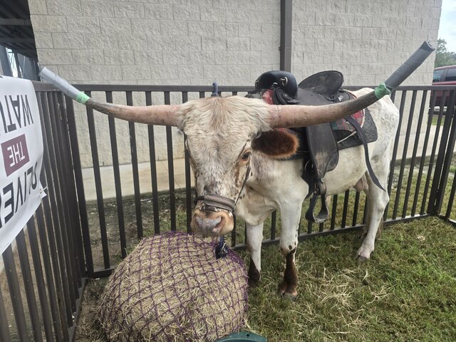 Longhorn Steer Photos