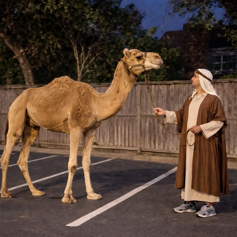 Standing Camel - no rides