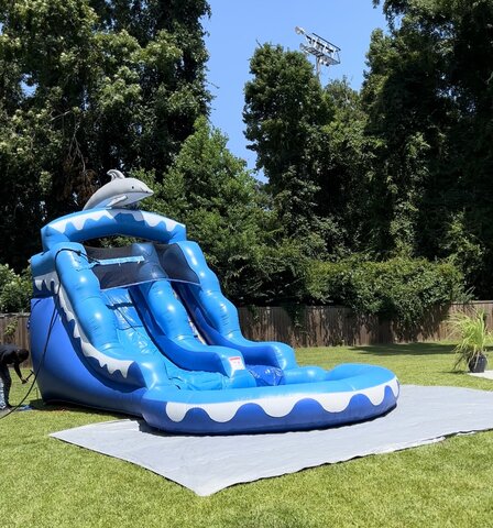 dolphin water slide