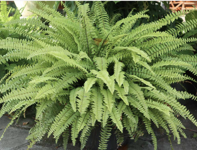 Faux Fern