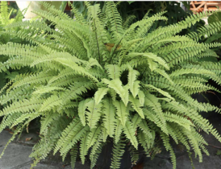 Faux Fern