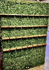 Grass Champagne Wall