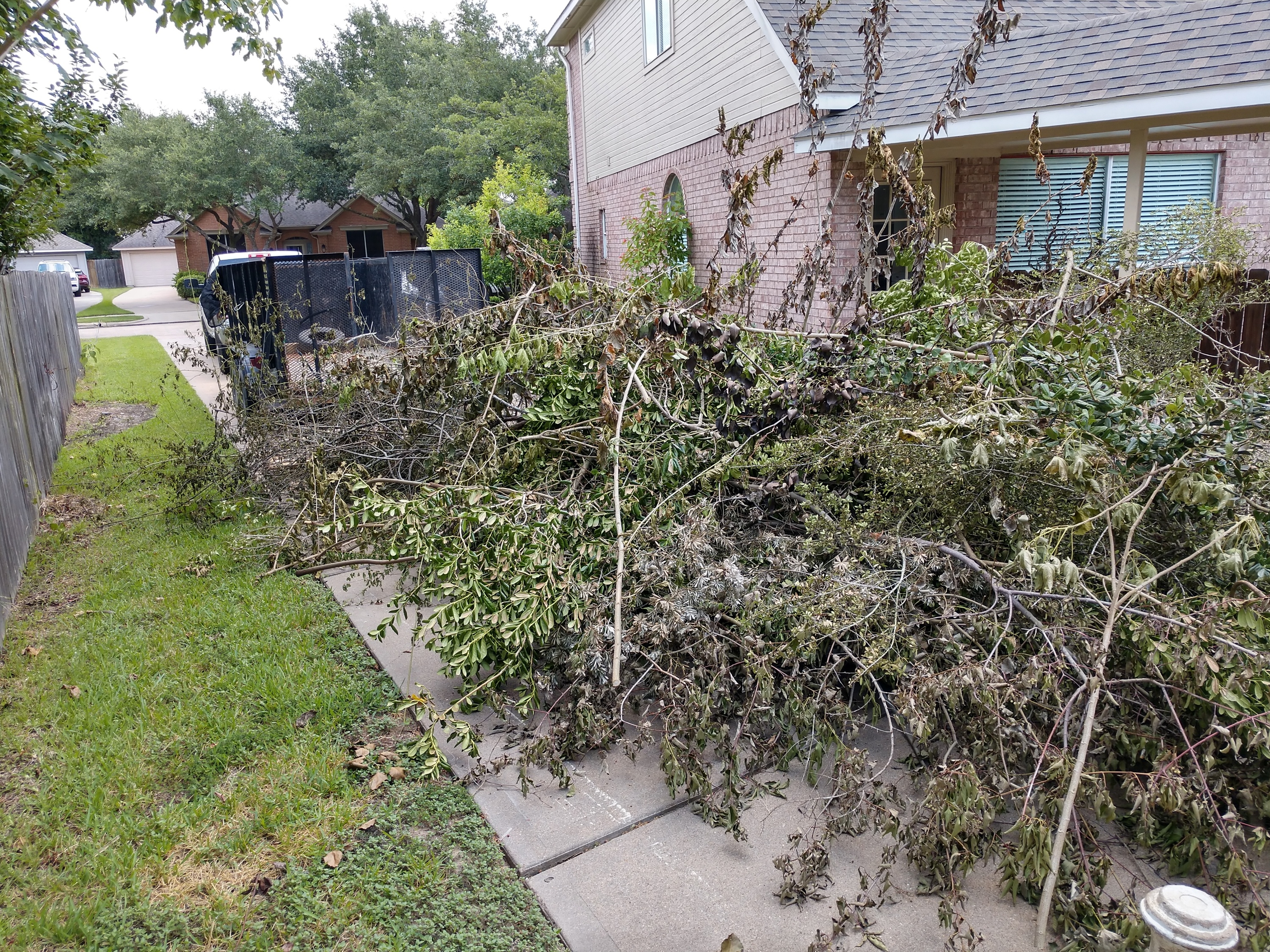 Branch Removal Houston