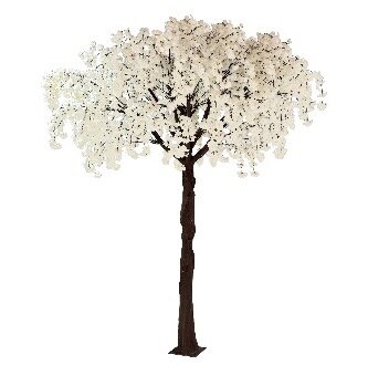 Weeping Cherry Bloosom tree