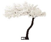 Cherry Bloosom tree