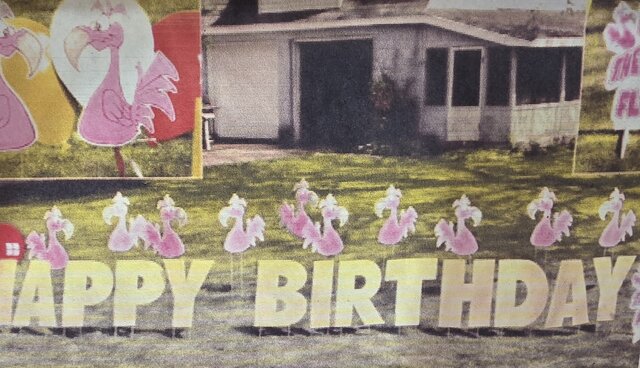 Flamingos 