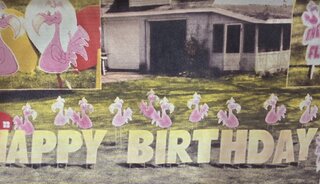 Flamingos 