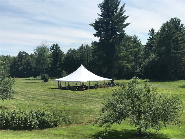 Wedding hotsell pole tent