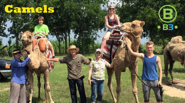 Show & Ride Camels