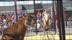 Tiger Encounter