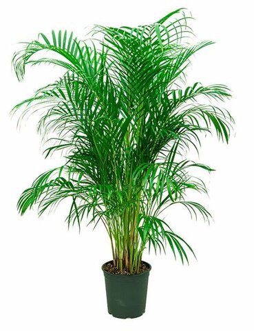 Areca Palm Plant (4-6')