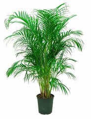 Areca Palm Plant (2-3')