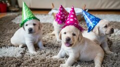 Puppy Party