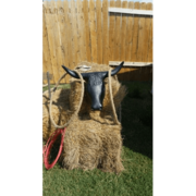 Steer Horn Ring Toss on Hay Bale