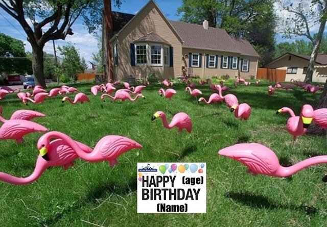 Flock of 35 Flamingos