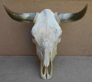 Cow Skulls Real-Western Decor