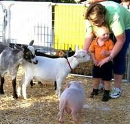 Petting Zoo