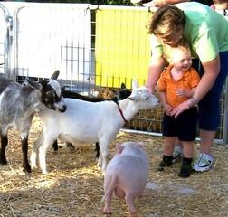 Petting Zoo